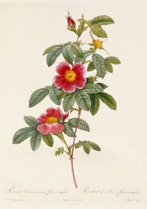 Rosa Cinnamomea enkel blomst